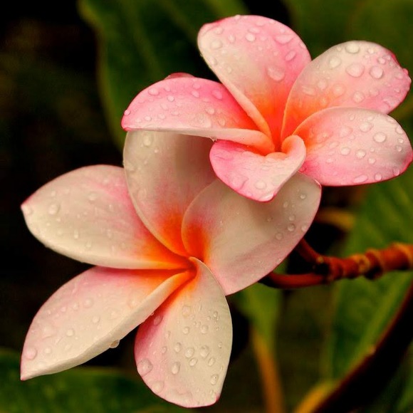 Meet your Posher, Penny - Picture 1 of 1